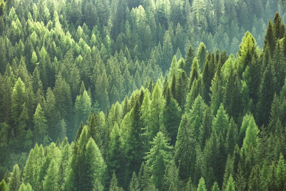 Foret (1)